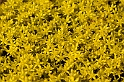 David Plant Photography - Wildlife Photography - Biting stonecrop - B